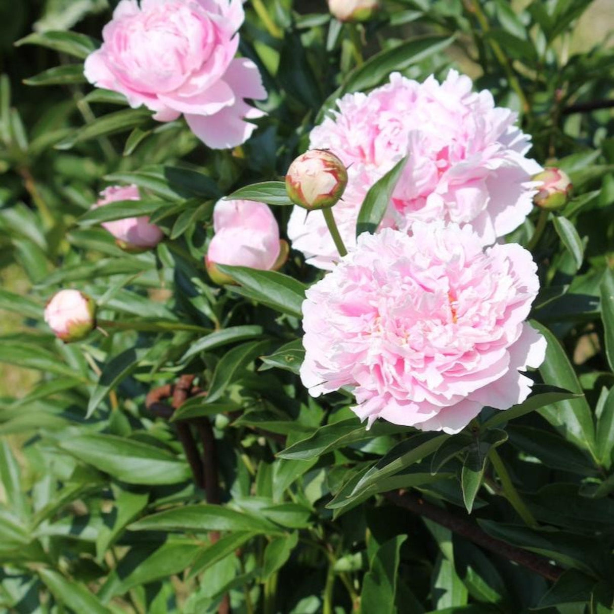 Close-up of Sarah Bernhardt peonies, some just budding and others in full bloom showcasing delicate pink petals and rich green leaves.