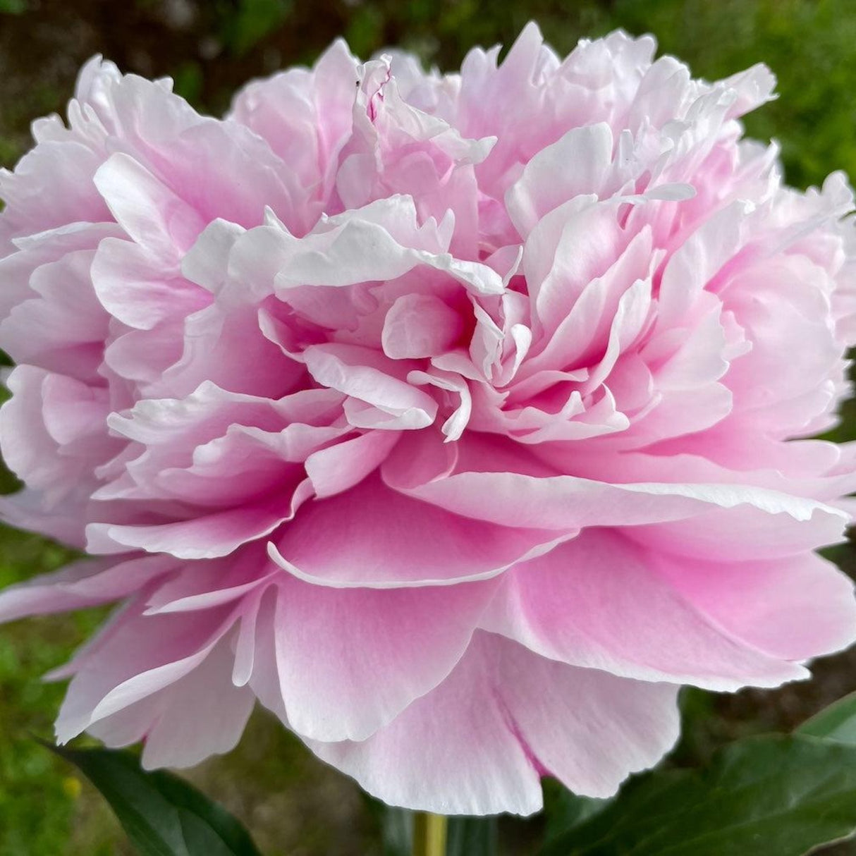 Close up of the Sarah Bernhardt peony flower bloom.