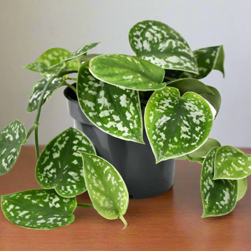 Satin Pothos in nursery planter on wooden table
