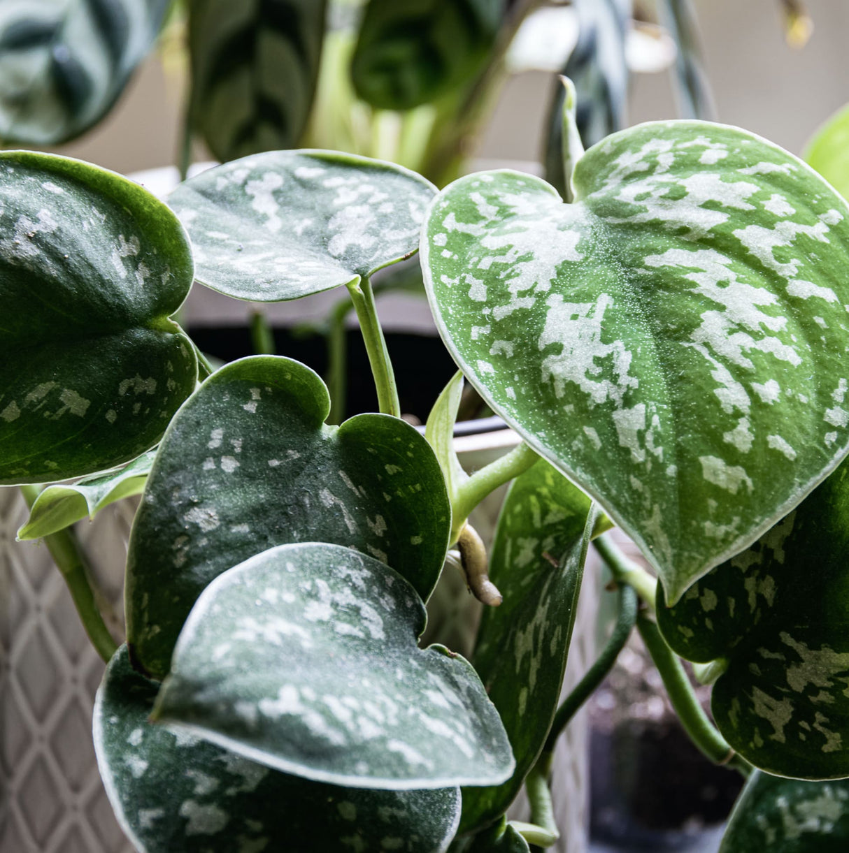 Satin Pothos houseplant close up of foliage
