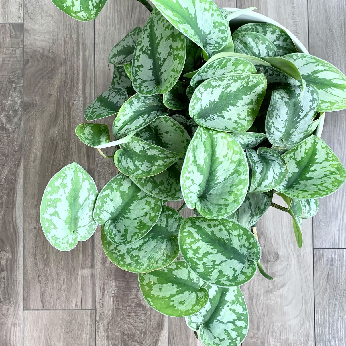Top view of a potted satin pothos houseplant on a grey lvp style floor