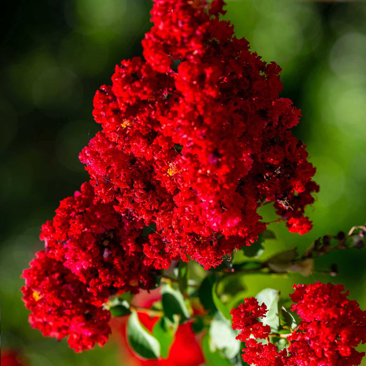 Scarlet Colorama™ Crapemyrtle - NationwidePlants.com