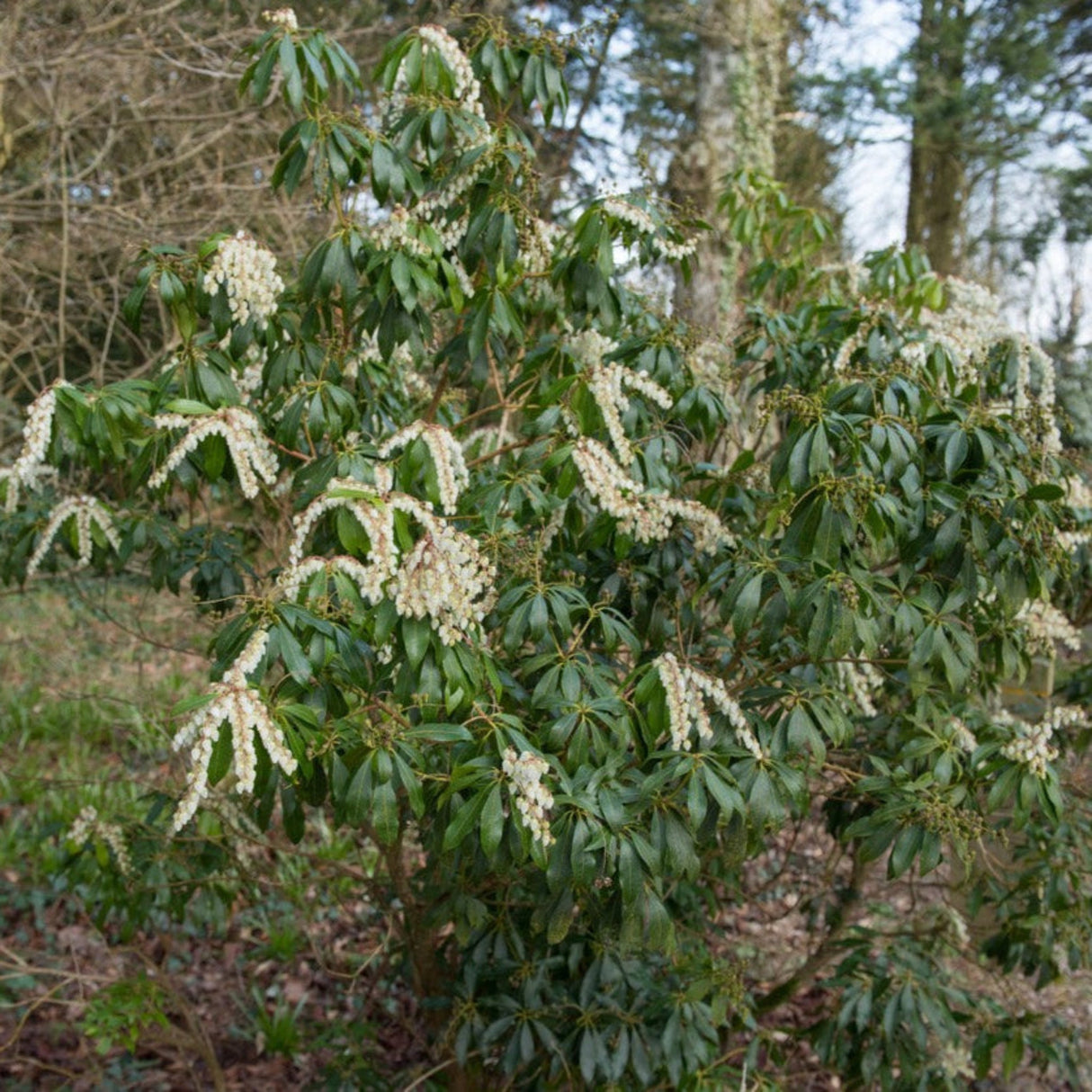 Full view of a Scarlet O'Hara Pieris shrub with arching branches covered in white flowers.