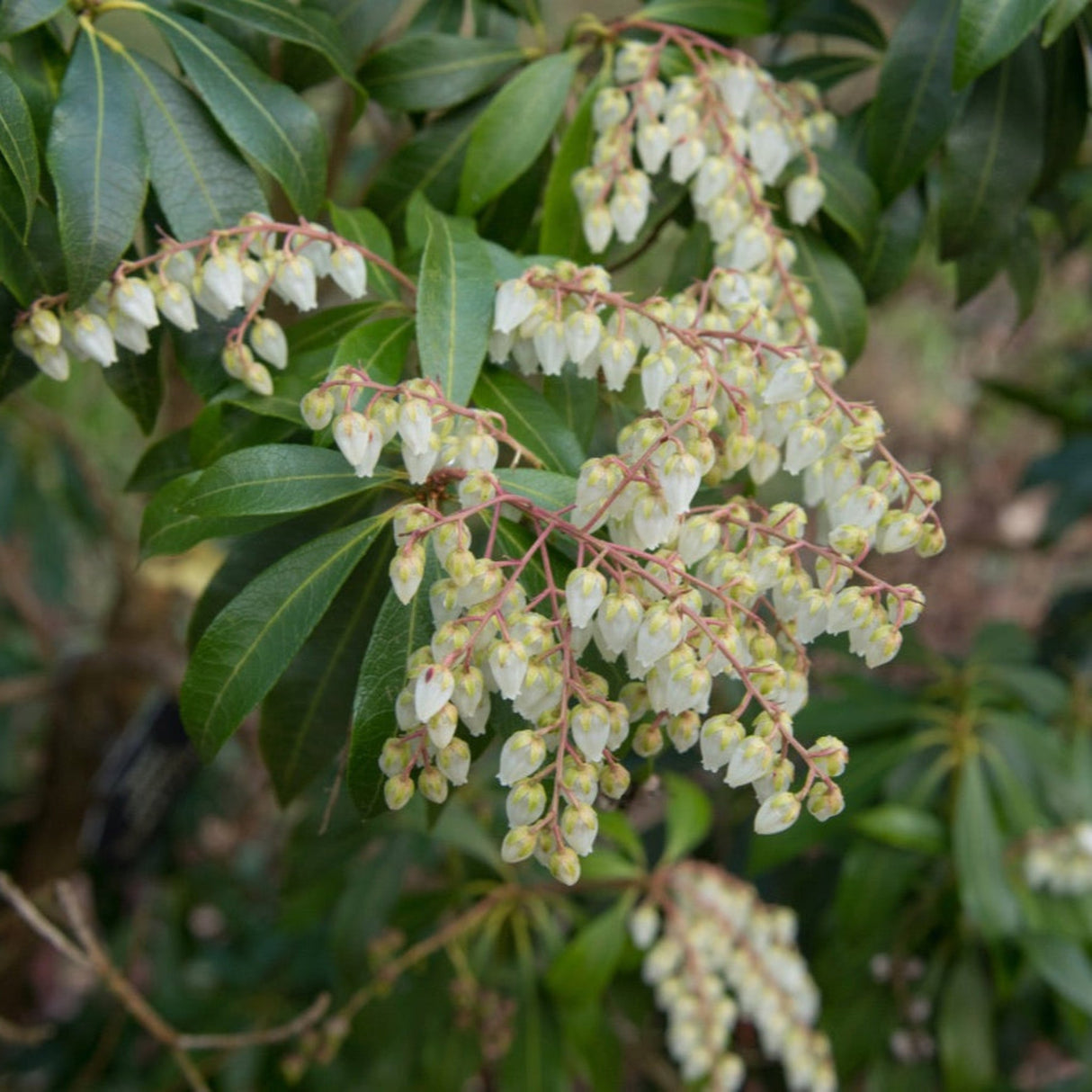 Detailed shot of Scarlet O'Hara Pieris flowers, showing clusters of small, creamy-white blooms.