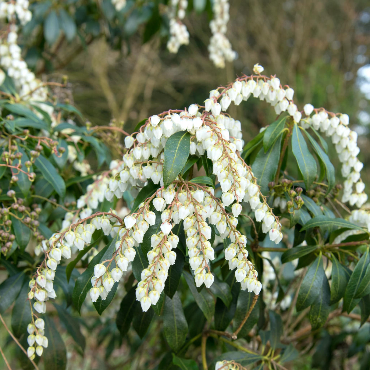 Close-up of Scarlet O'Hara Pieris with cascading white bell-shaped flowers and dark green leaves.