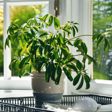 Schefflera Arboricola, dwarf umbrella tree in a porcelain planter on a trey sitting in a window sill