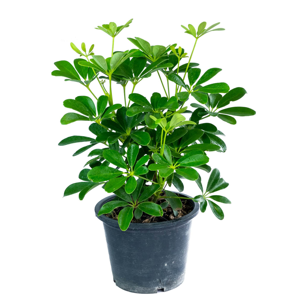 Schefflera Arboricola, dwarf umbrella tree on white background in nursery planter