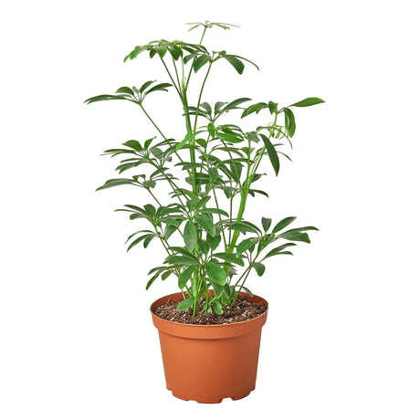Schefflera Arboricola, dwarf umbrella tree in a nursery planter on white background