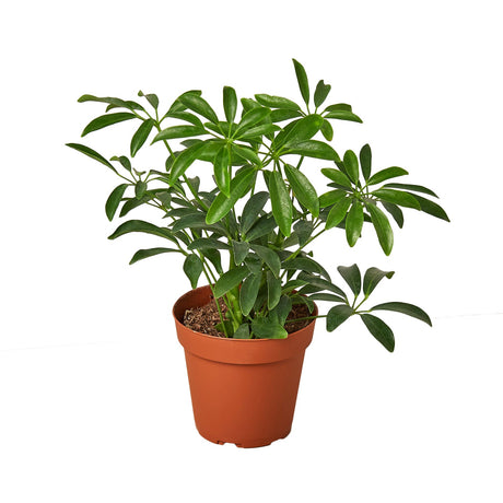Schefflera Arboricola, dwarf umbrella tree in 6 inch nursery planter on white background