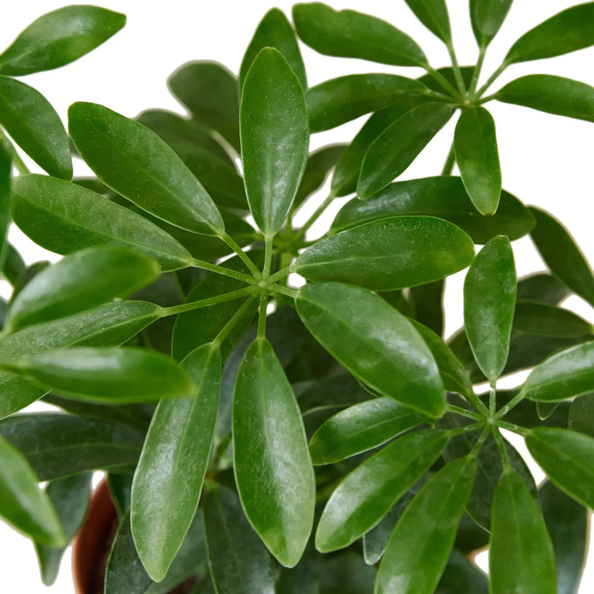 Schefflera Arboricola, dwarf umbrella tree foliage