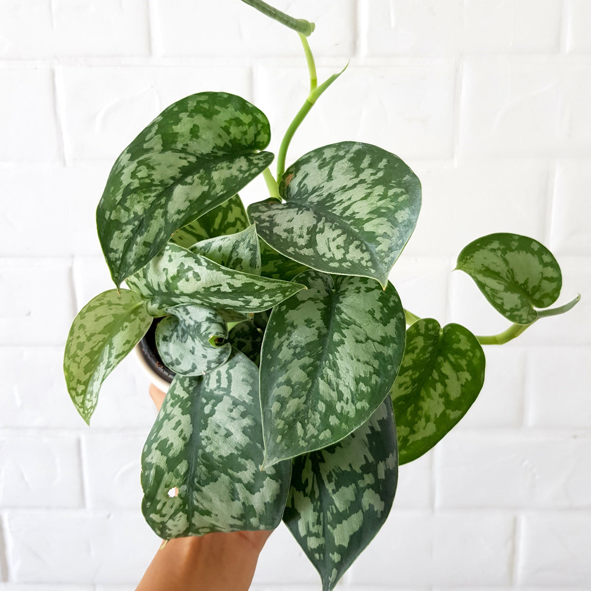 Scindapsus pictus exotica houseplant in with white subway tile backsplash