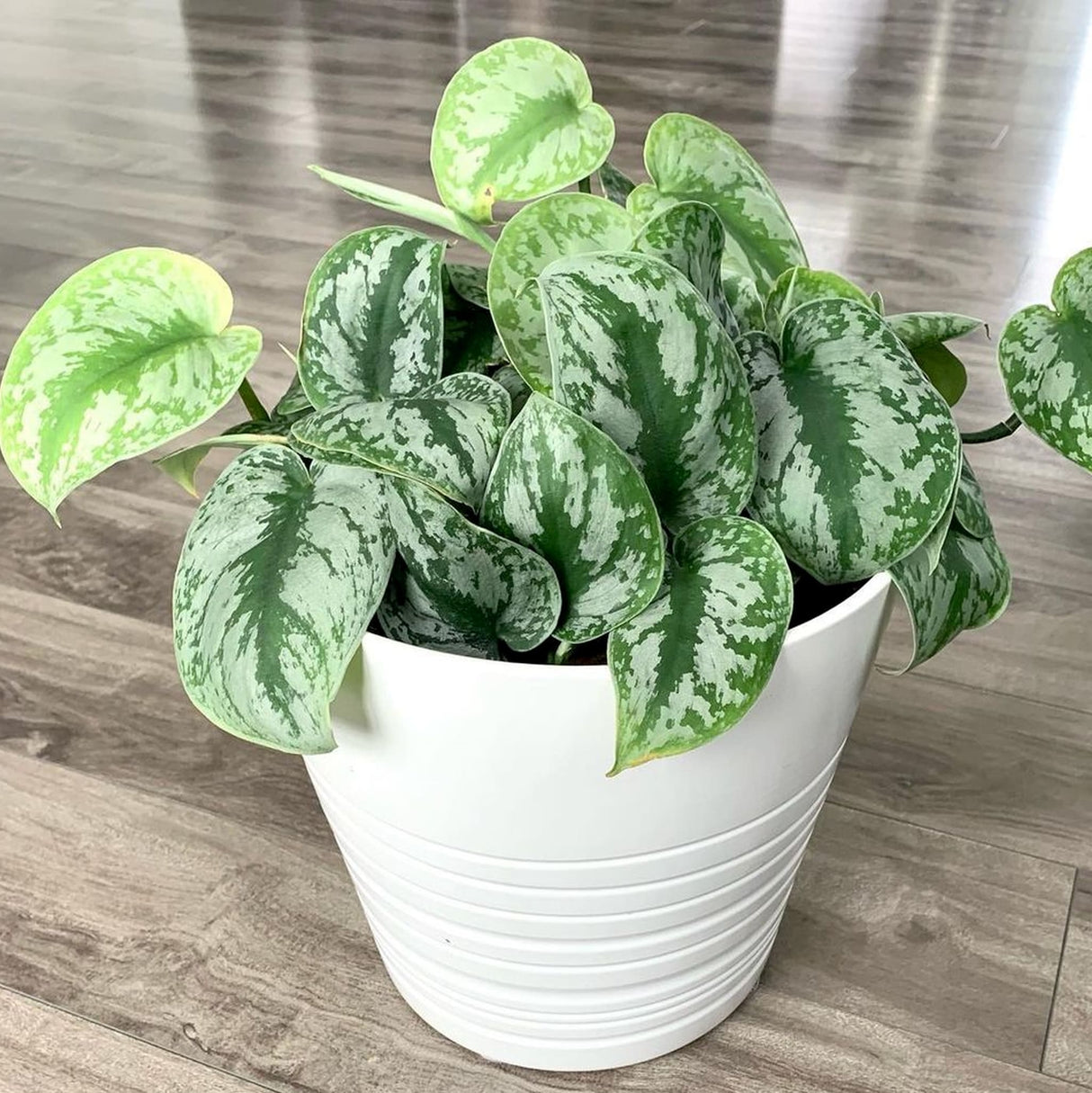 Scindapsus pictus exotica houseplant in white planter on wooden floor