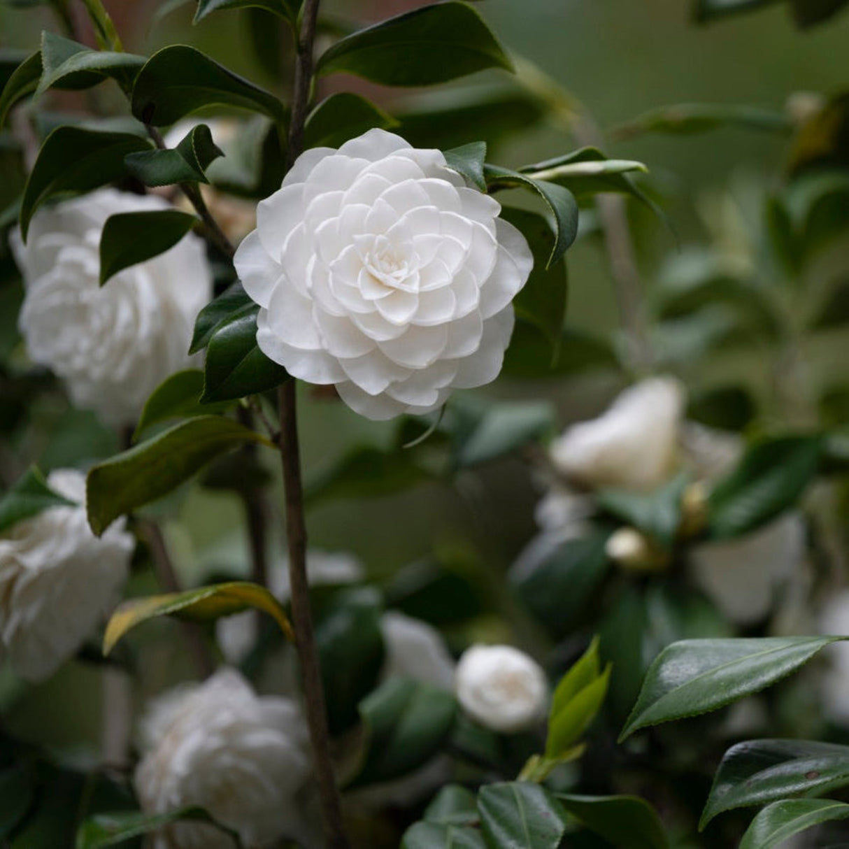 White Sea Foam Camellia in full bloom, surrounded by dark green leaves and additional blossoms.