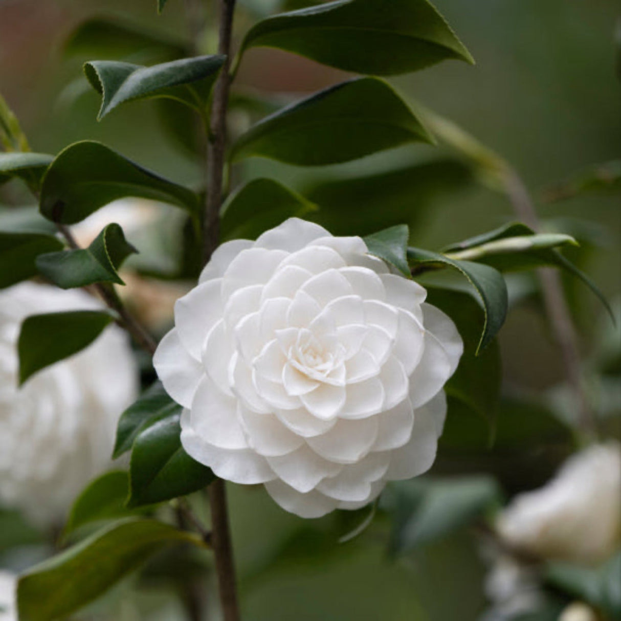 Close-up of a white Sea Foam Camellia flower with layered petals and glossy green leaves.