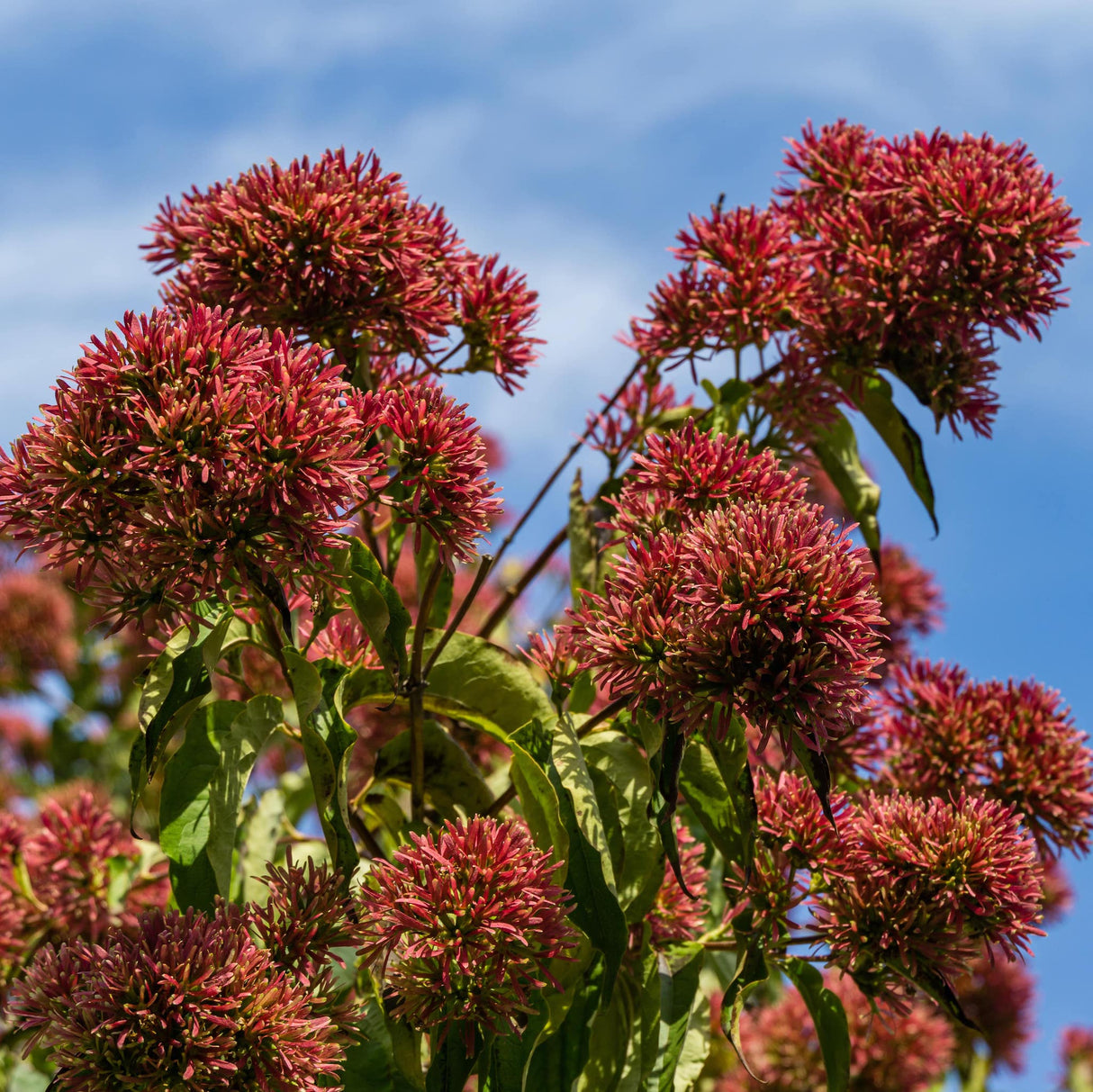 Clusters of vibrant red buds on the Temple of Bloom® Seven-Son Flower tree.