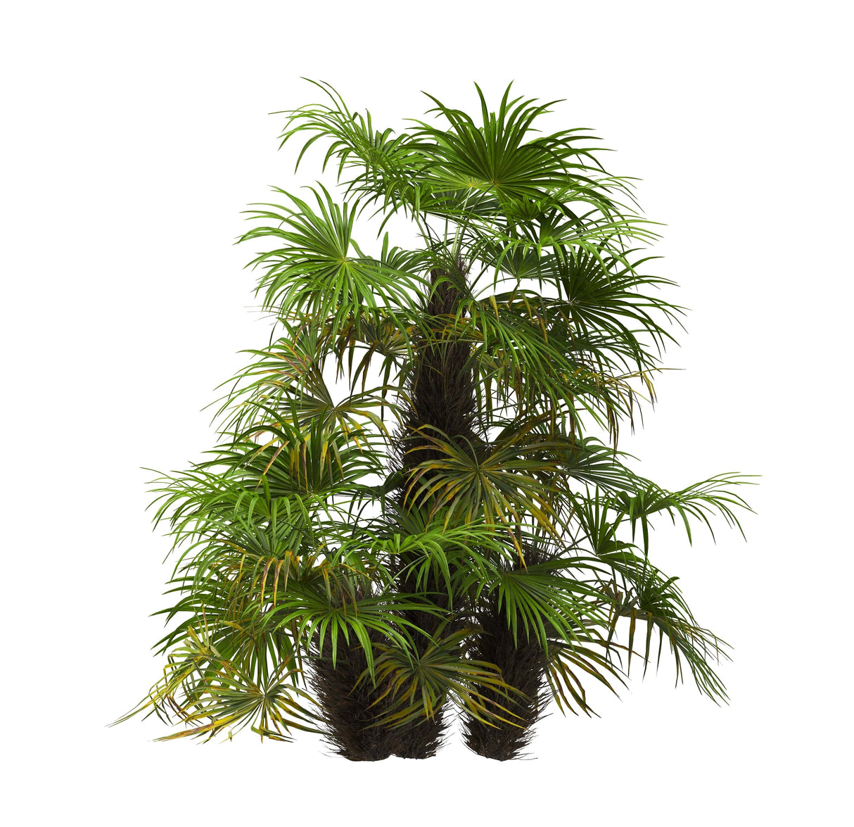 isolated group of needle palm trees on white background