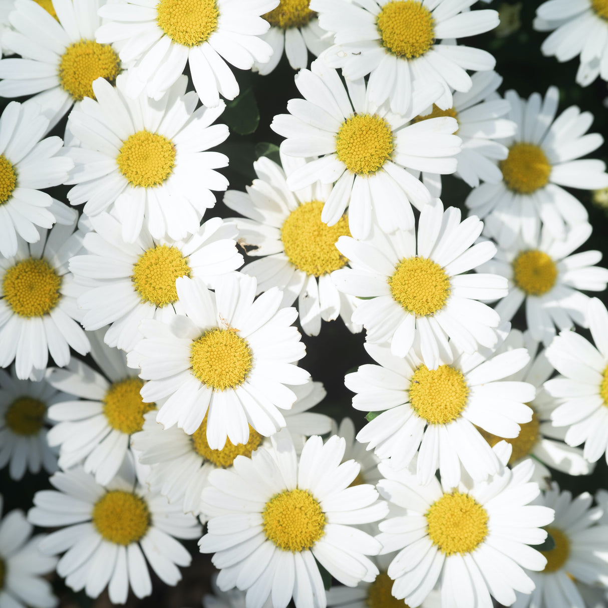 Blooming overhead perspective of the Shortstop Shasta Daisies.