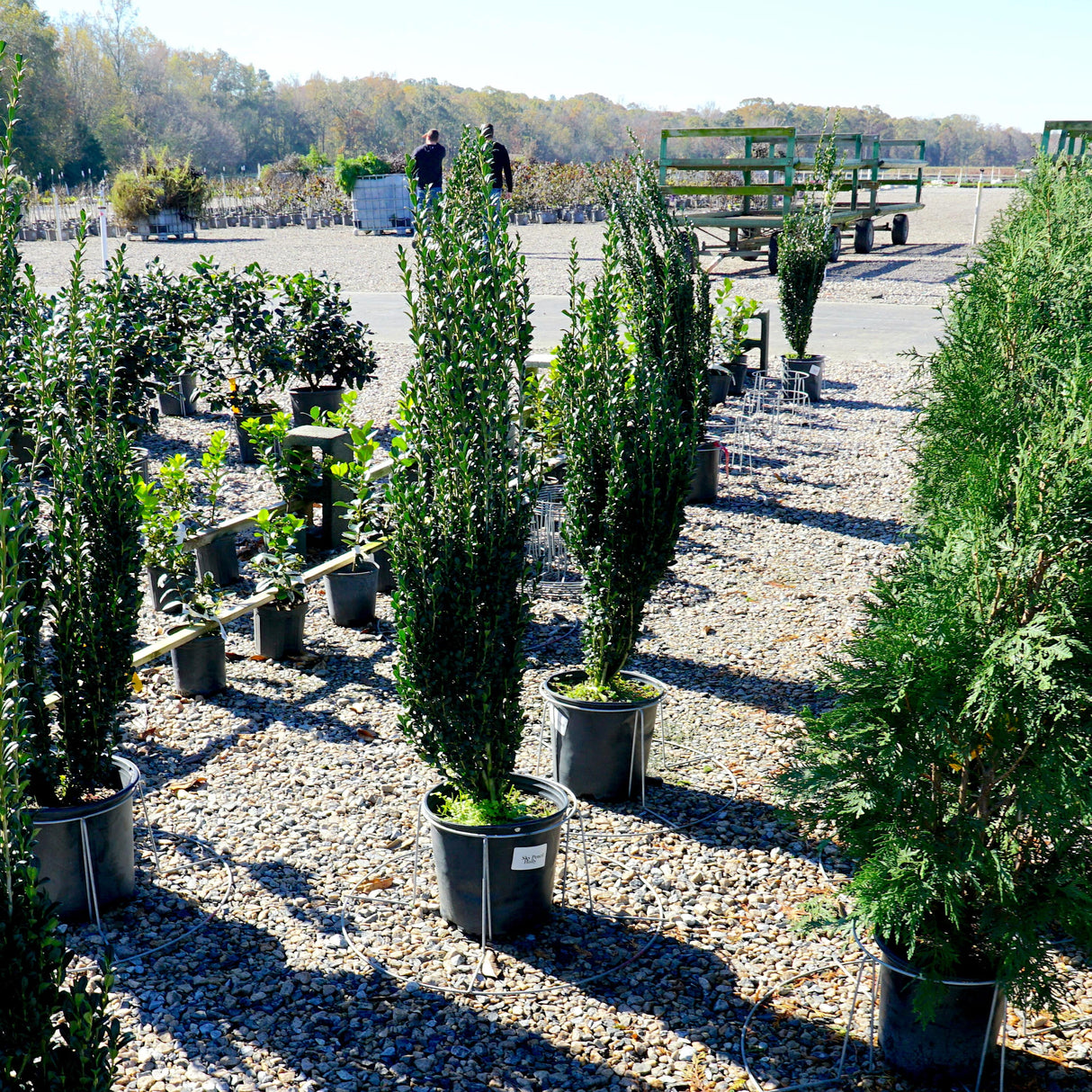 Multiple Sky Pencil Holly plants growing in a nursery field with rows of other shrubs.