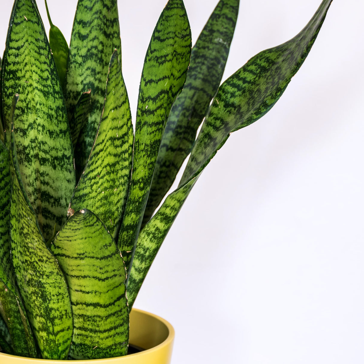 Snake Plant Zeylanica Houseplant foliage showing the deep green and bright green "snake-like" pattern close-up.