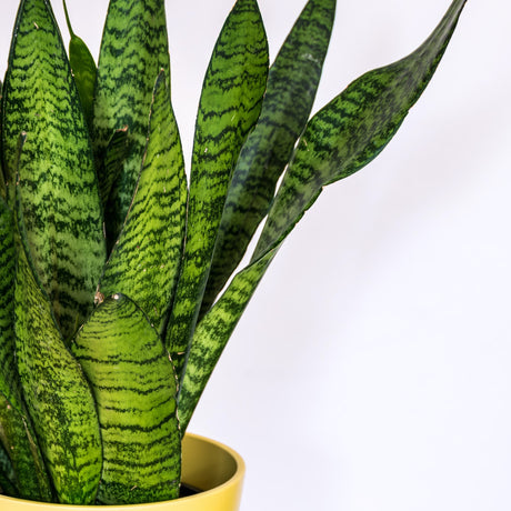 Snake Plant Zeylanica Houseplant foliage showing the deep green and bright green "snake-like" pattern close-up.
