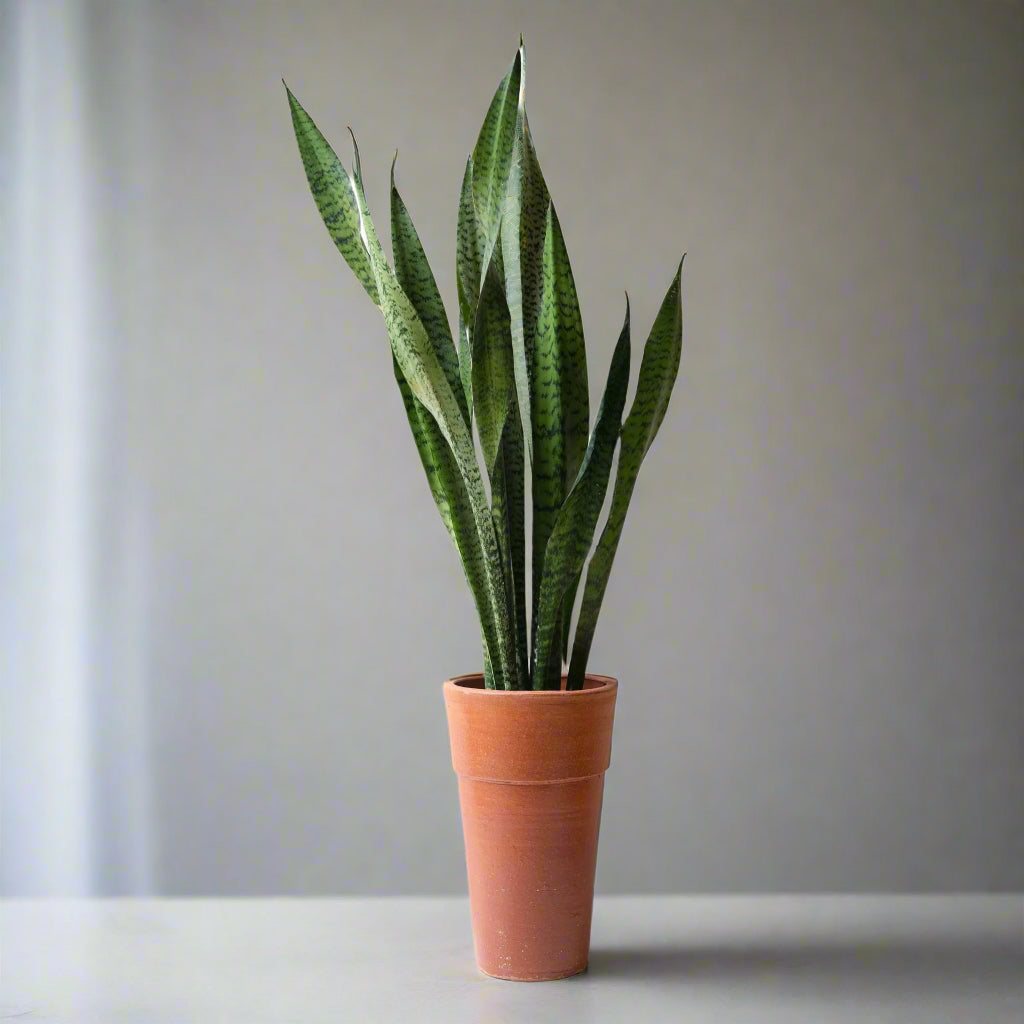 Sansevieria Trifasciata, also known as Snake plant, Zeylanica or Mother-in-law's tongue, in a tall narrow clay planter on counter with blurred background.