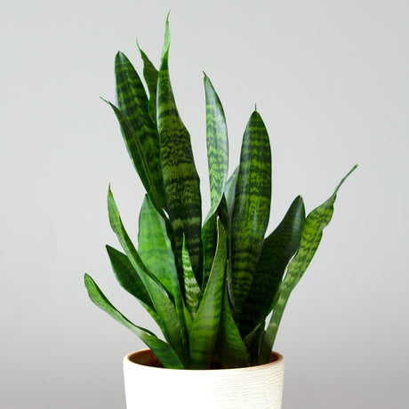 Snake Plant 'Zeylanica' in a white planter with varying shades of green in a snake skin style pattern on an off-white background.