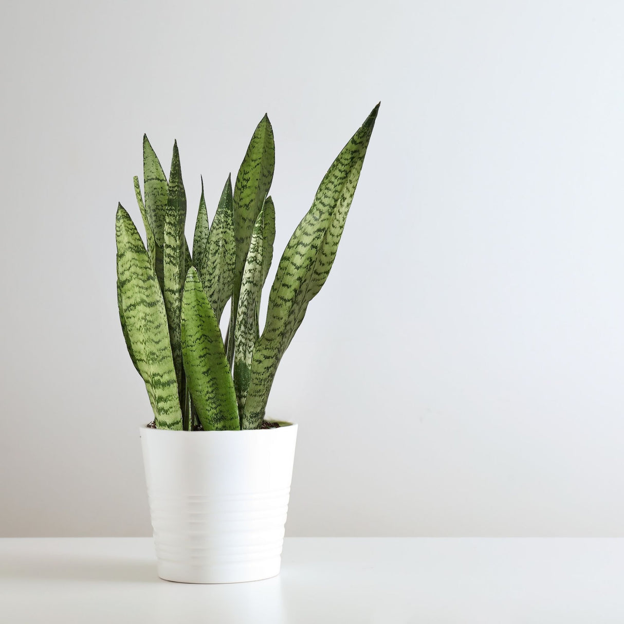 Snake Plant 'Zeylanica'