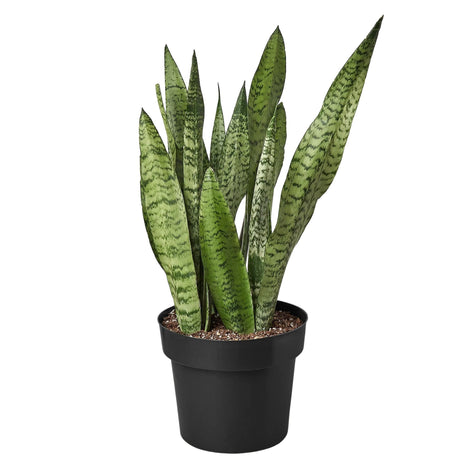 Snake Plant 'Zeylanica'