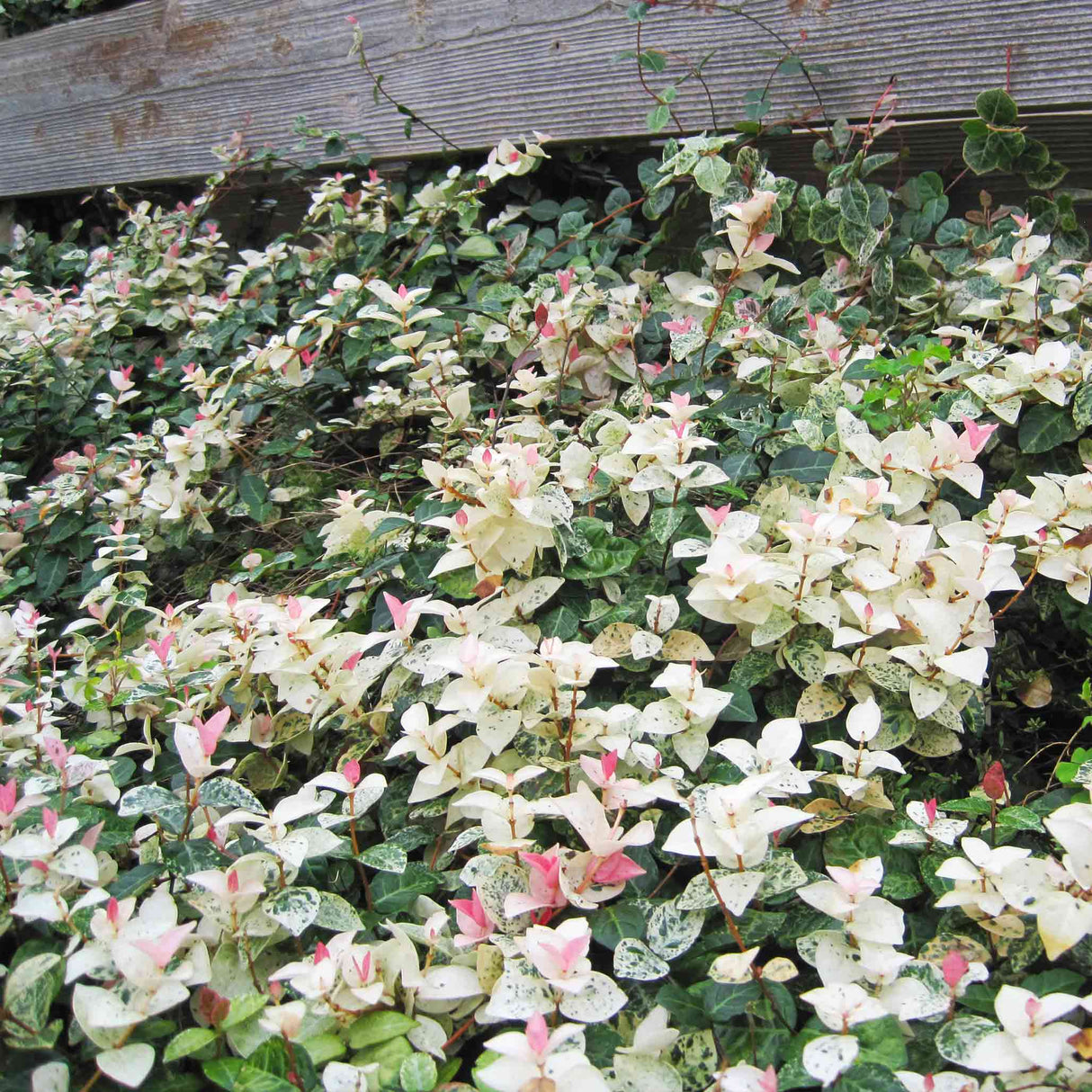 Snow-N-Summer™ Asiatic Jasmine - NationwidePlants.com