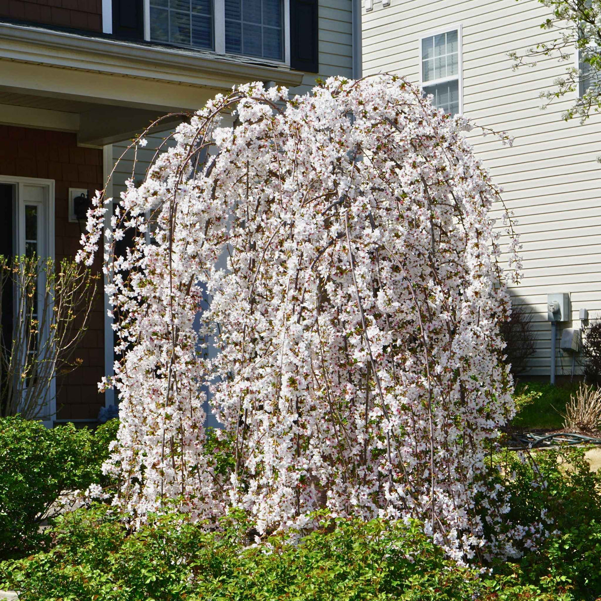 Snow Fountain Weeping Cherry Tree in Bloom, used for ornamental landscaping in a front mulch bed with shrubs.
