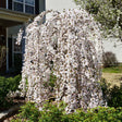 Snow Fountain Weeping Cherry Tree in Bloom, used as landscaping in a mulch bed with shrubs.