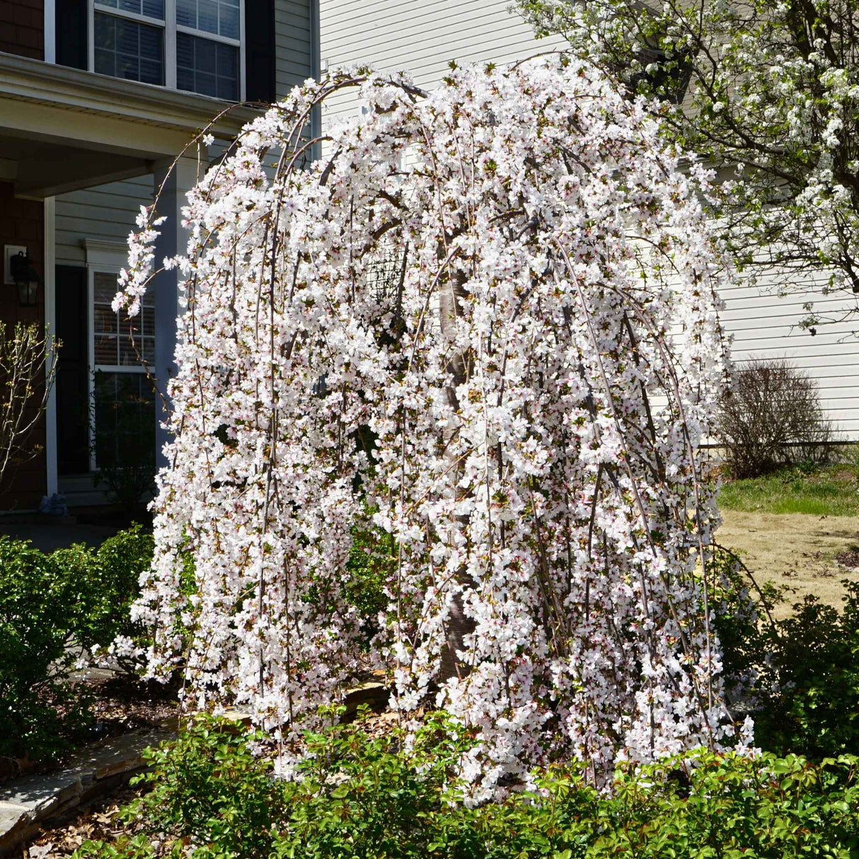 Snow Fountain Weeping Cherry Tree in Bloom, used as landscaping in a mulch bed with shrubs.