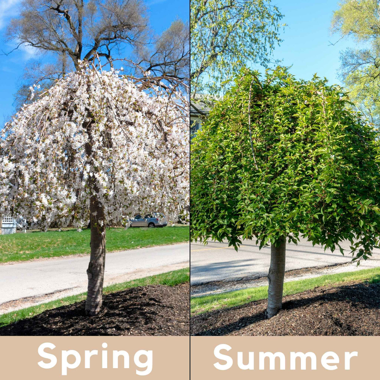 Side-by-side comparison of a Snow Fountains® Weeping Cherry Tree in spring with white blossoms and in summer with green leaves.