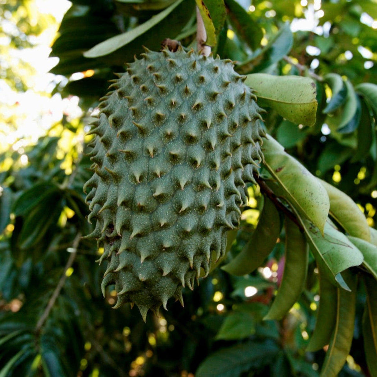 Close-up of a soursop fruit with spiky green skin hanging from a tree branch with green leaves.