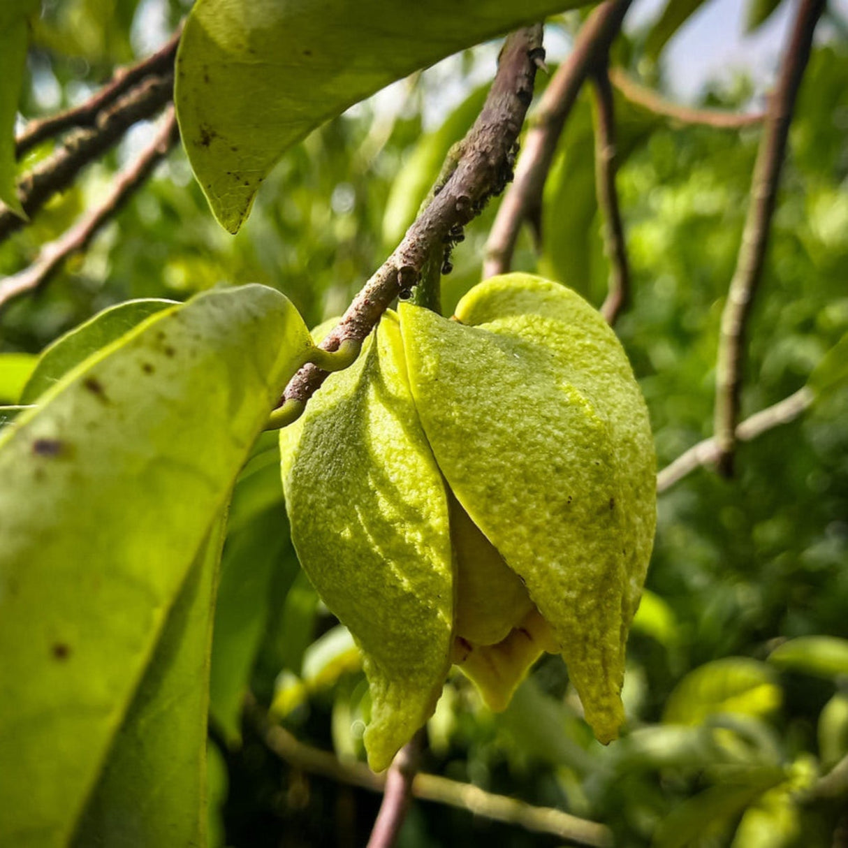 Soursop tree leaves, and a guanoabana soursop pod on a tree limb.