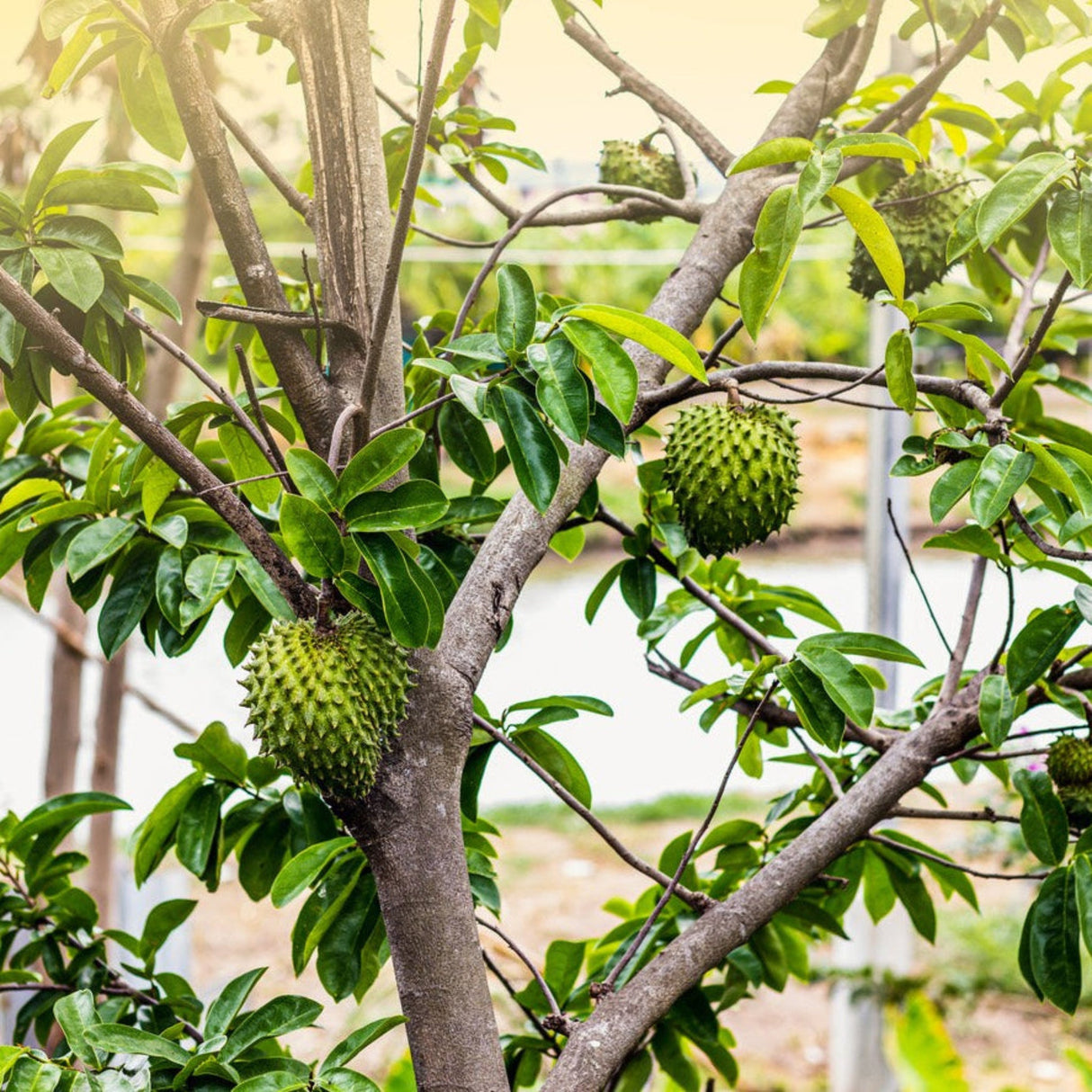 A young soursop fruit growing on a slender tree branch with green foliage in the background.