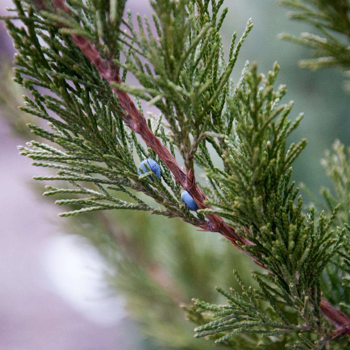 Zoom view of the foliage of the spartan juniper with berries.