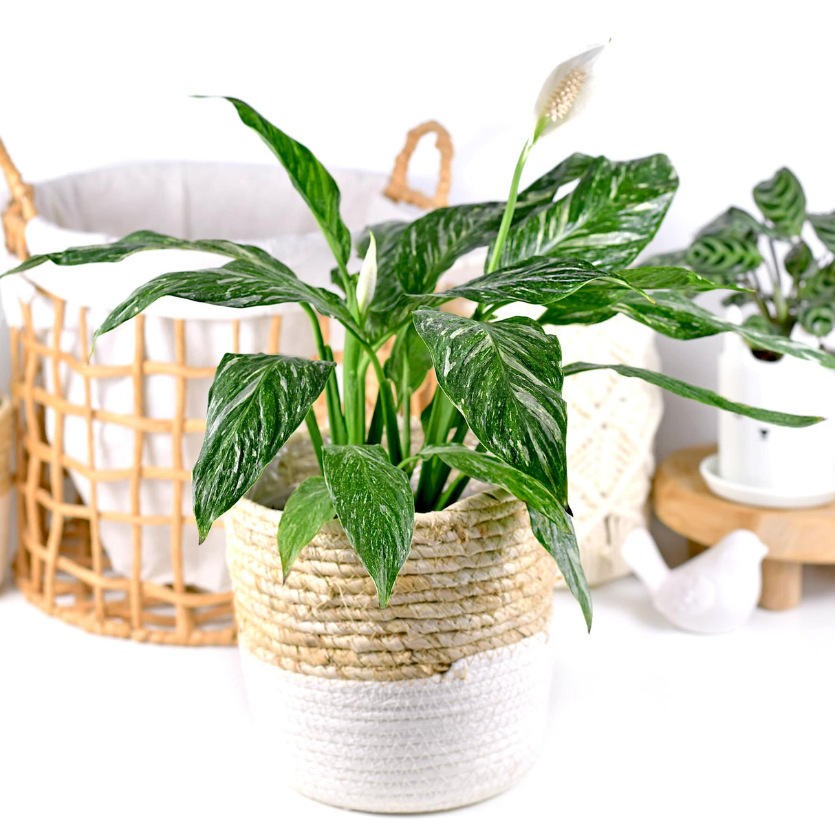 Variegated Peace Lily Spathiphyllum Domino in a modern farm house basket with neutral decor blurred behind it.