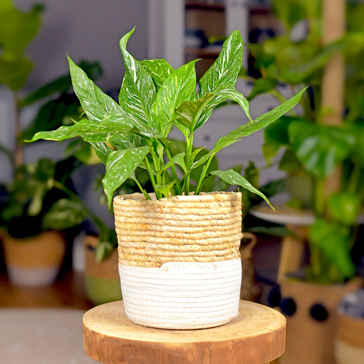 Variegated Peace Lily Spathiphyllum Domino in a woven beige and white basket with many blurred houseplants behind.