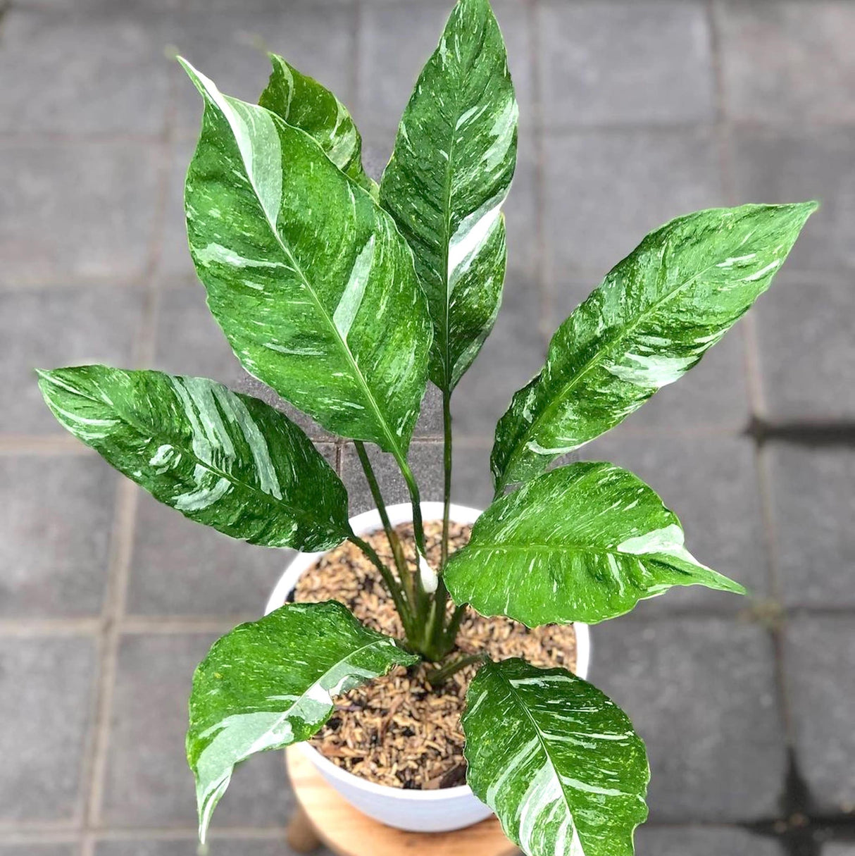 Variegated Peace Lily Spathiphyllum Domino in white planter on a stool with blurred paver background.