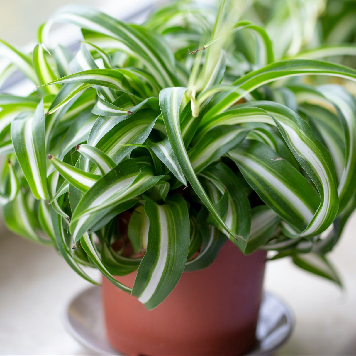 Spider Plant 'Bonnie'