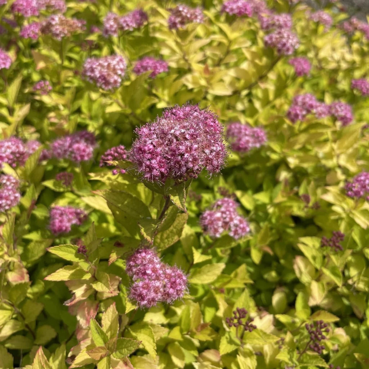 Blooms of the Spiraea Pineapple Poprocks  flowering shrub with bright almost neon green foliage.