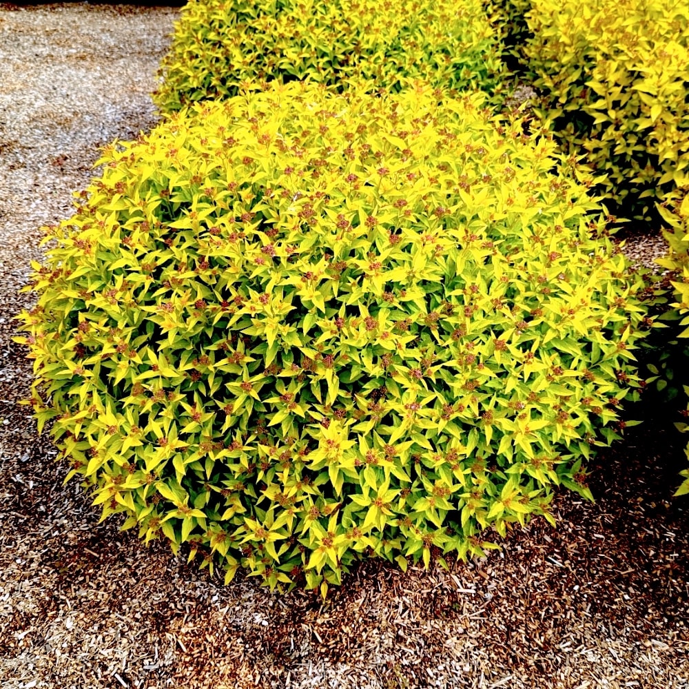 Pineapple Poprocks Spiraea bushy golden yellow shrubs in a mulch bed.