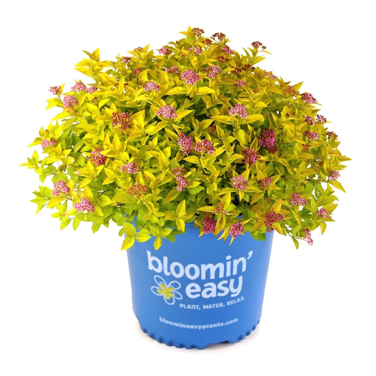 Pineapple Poprocks Spiraea with pink flowers in a blue bloomin' easy planter on a white background.