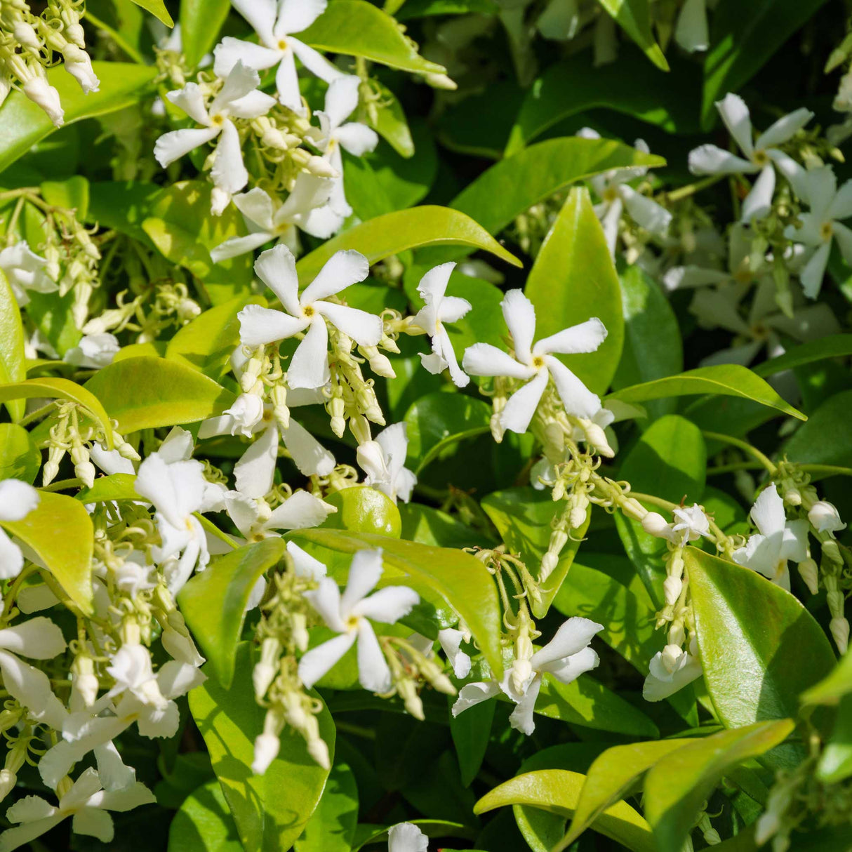 Star Jasmine - NationwidePlants.com
