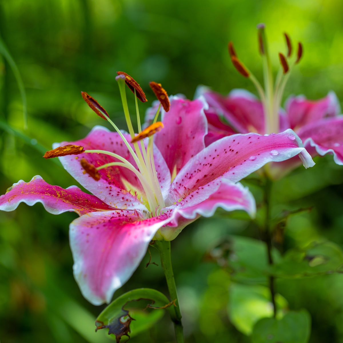 stargazer lily indoor plant Stargazer Oriental Lily Bulbs