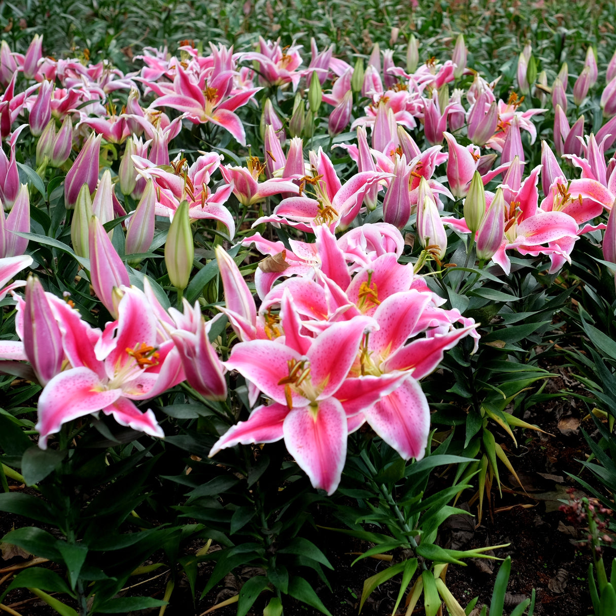 A field of blooming Stargazer Oriental Lilies with pink flowers and green foliage.