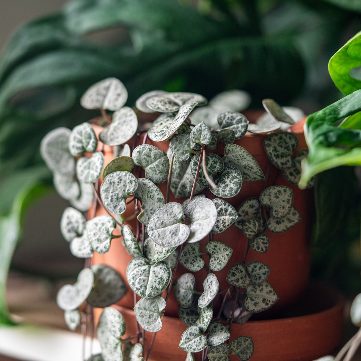 String of Hearts in a terracotta pot with cascading vines, surrounded by green leaves.