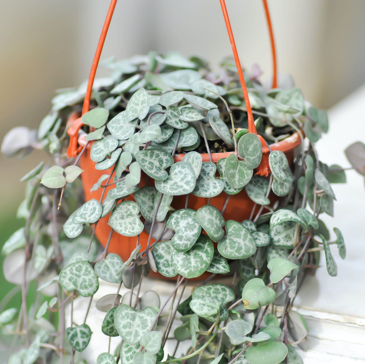 String of Hearts in an orange hanging pot with long cascading vines.