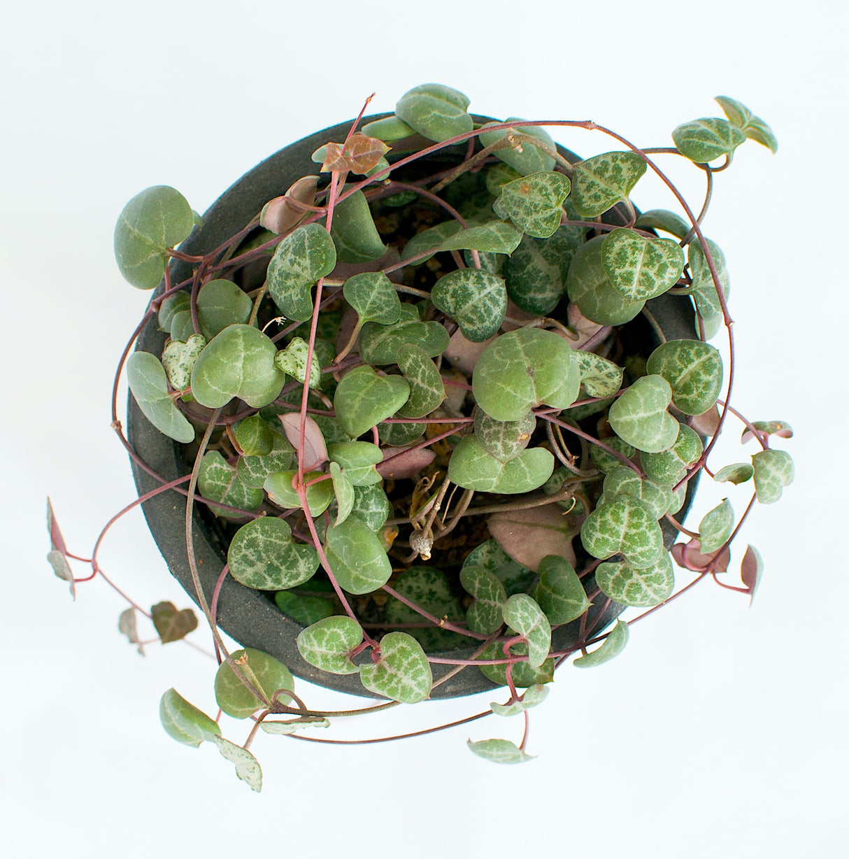 Top view of String of Hearts in a black hanging basket on a light background.